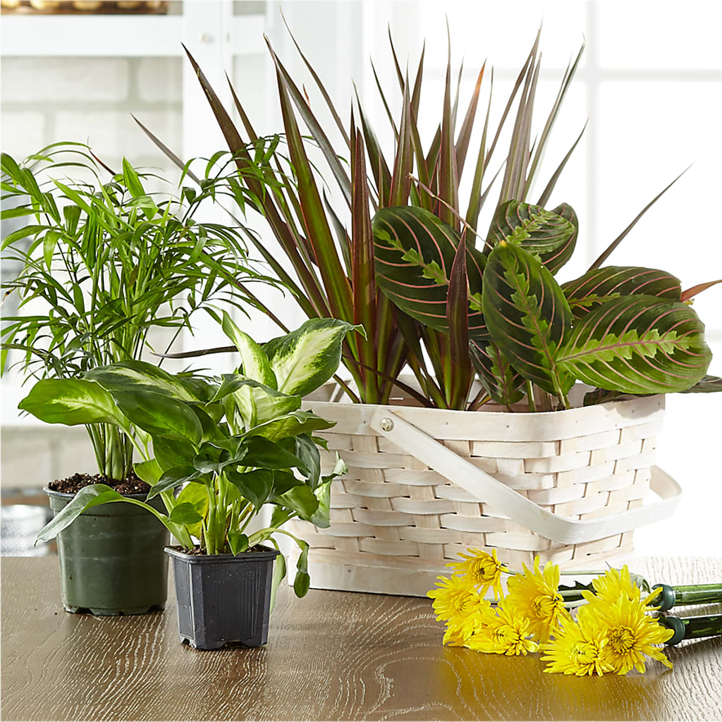 Florist Designed Blooming and Green Plants in a Basket – Cottage Floral Llc, Versailles MO