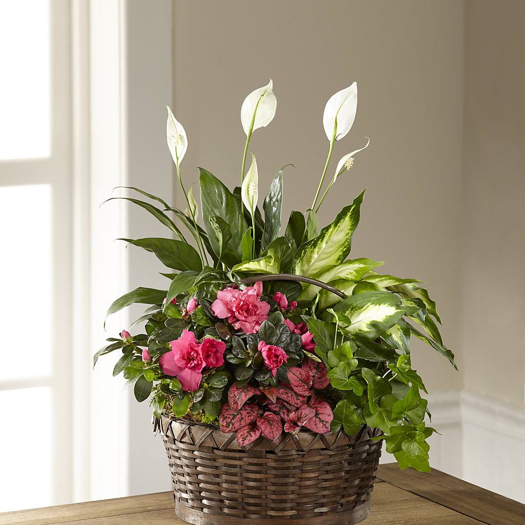 Dream in Pink Dishgarden – Cottage Floral Llc, Versailles MO