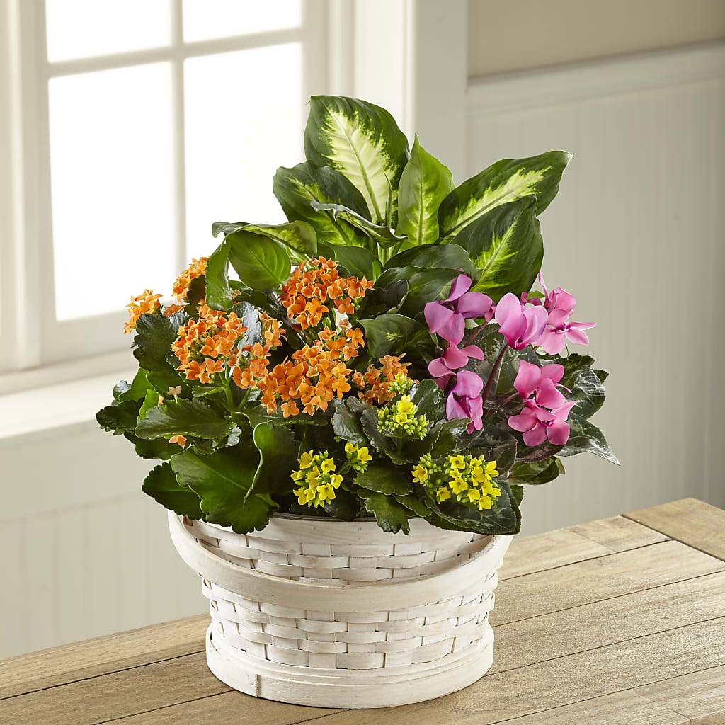 Color Crush Dishgarden – Cottage Floral Llc, Versailles MO