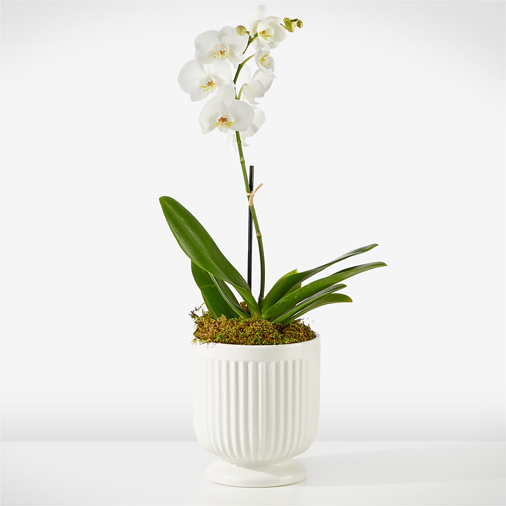 Whispering White Orchid – Cottage Floral Llc, Versailles MO