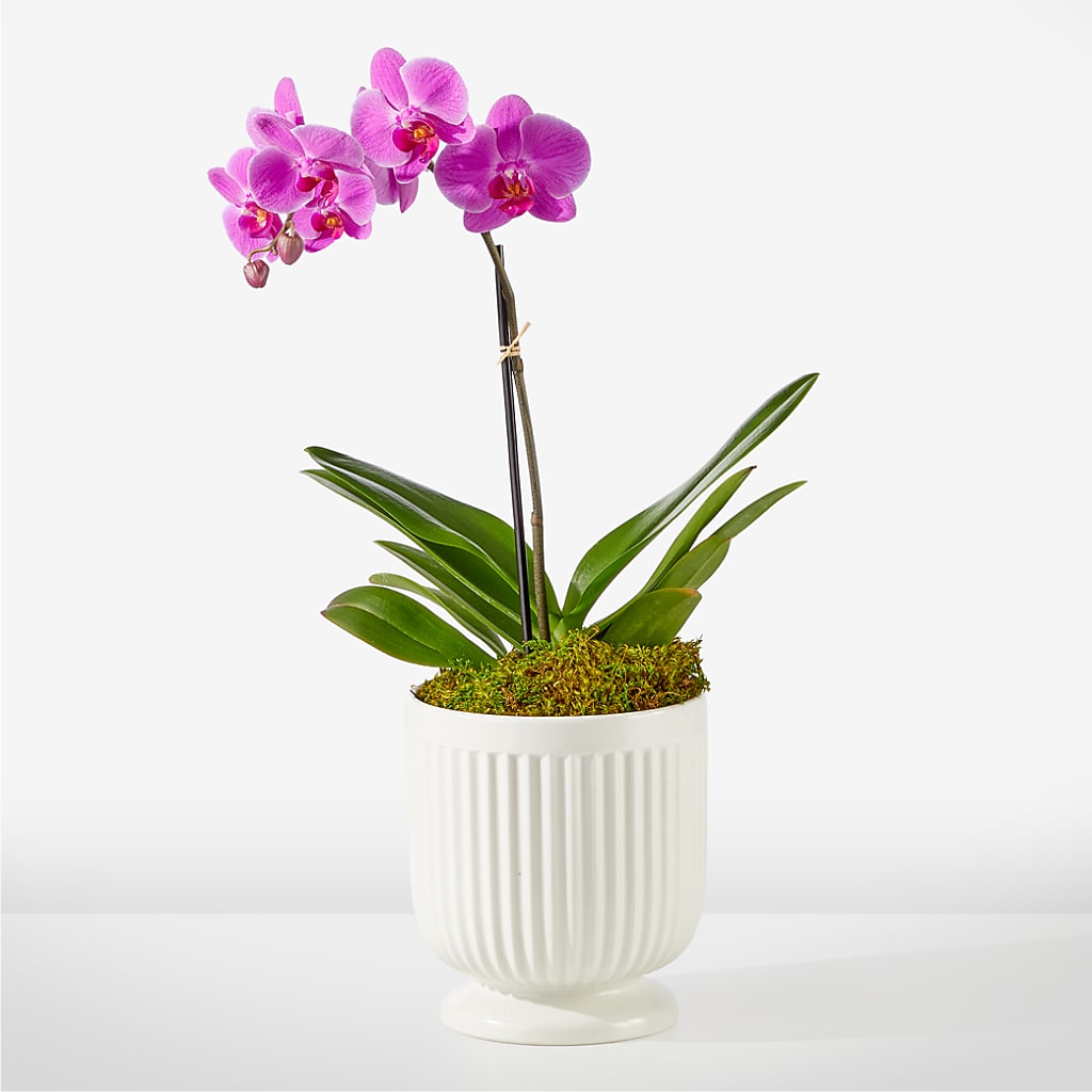 Friendly Fuchsia Orchid – Cottage Floral Llc, Versailles MO