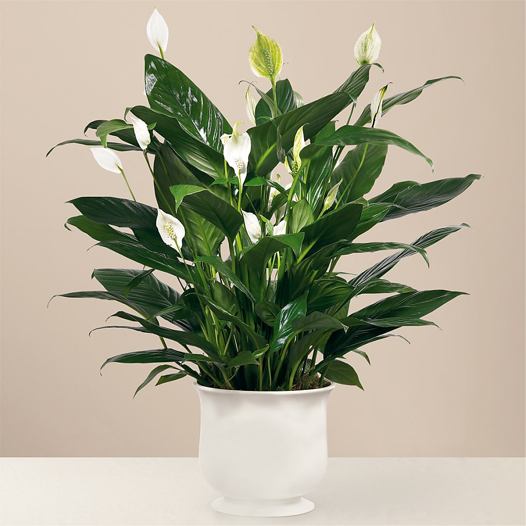 Comfort Planter – Cottage Floral Llc, Versailles MO