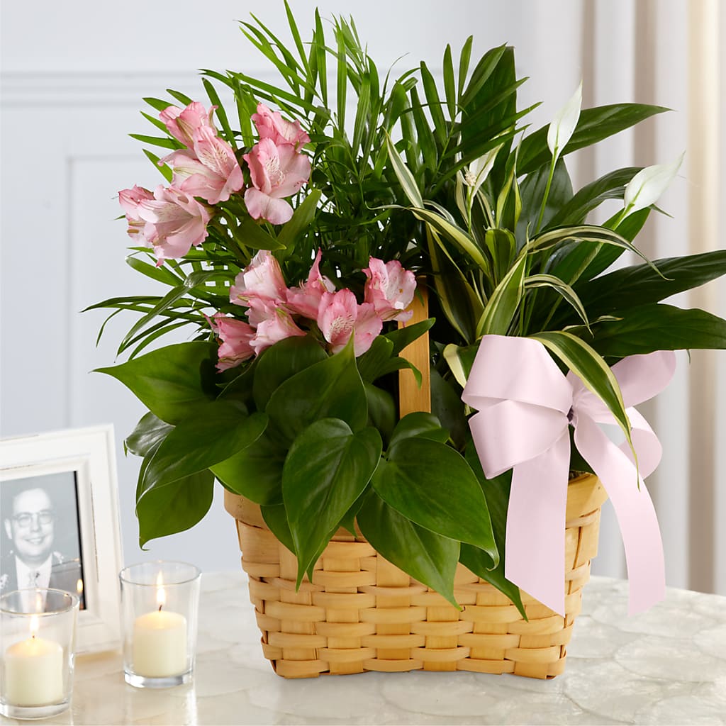Living Spirit Dishgarden – Cottage Floral Llc, Versailles MO