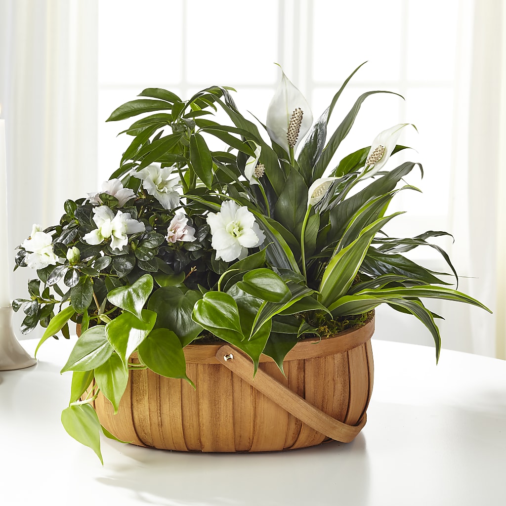 Serene Dishgarden – Cottage Floral Llc, Versailles MO
