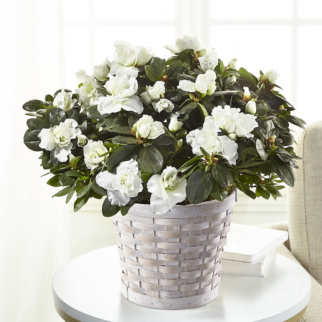 White Azalea Plant – Cottage Floral Llc, Versailles MO