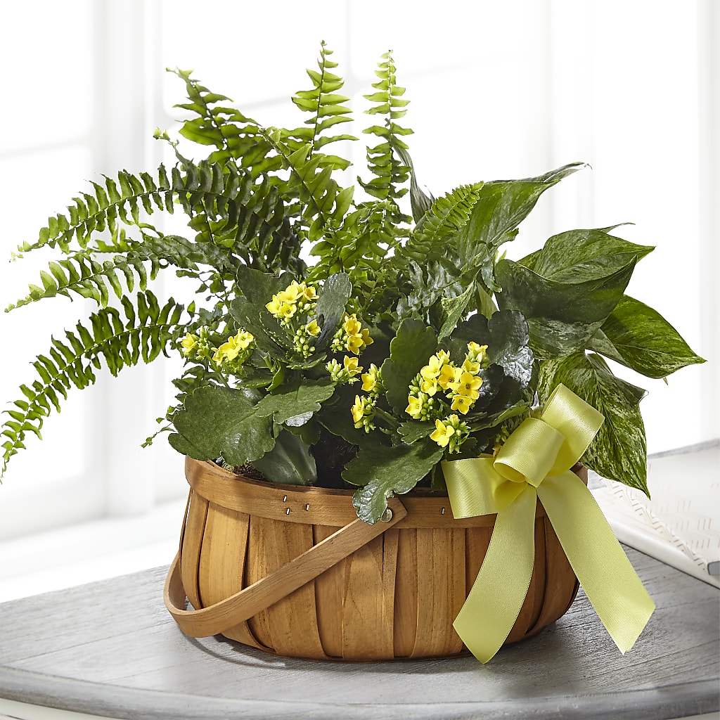 Always Dear Dishgarden – Cottage Floral Llc, Versailles MO