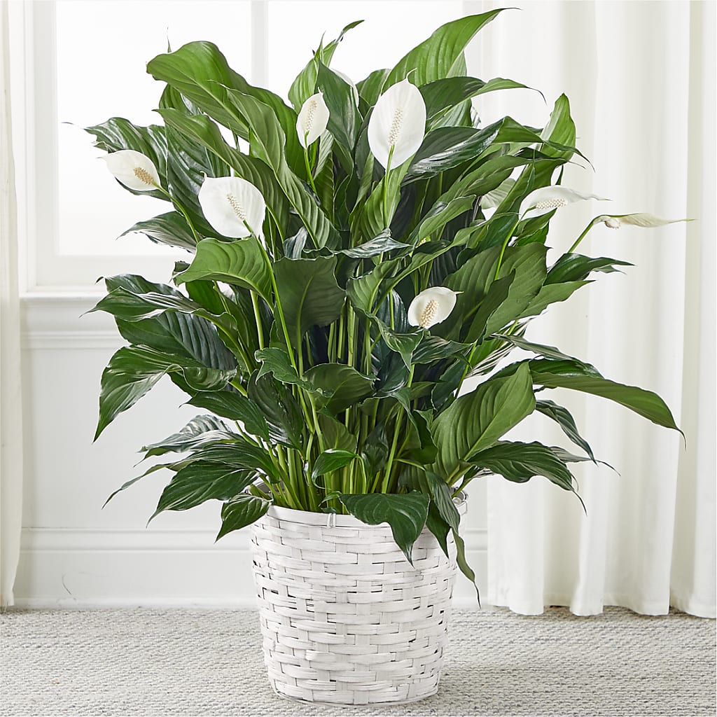 A New Leaf Peace Lily – Cottage Floral Llc, Versailles MO