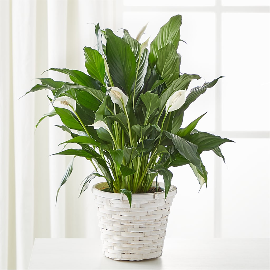 A New Leaf Peace Lily – Cottage Floral Llc, Versailles MO