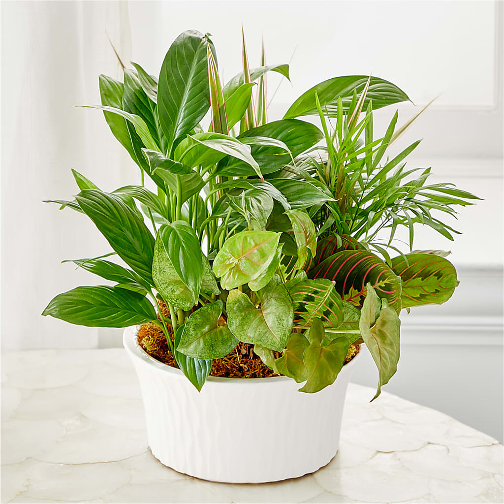Balance & Harmony Dishgarden – Cottage Floral Llc, Versailles MO