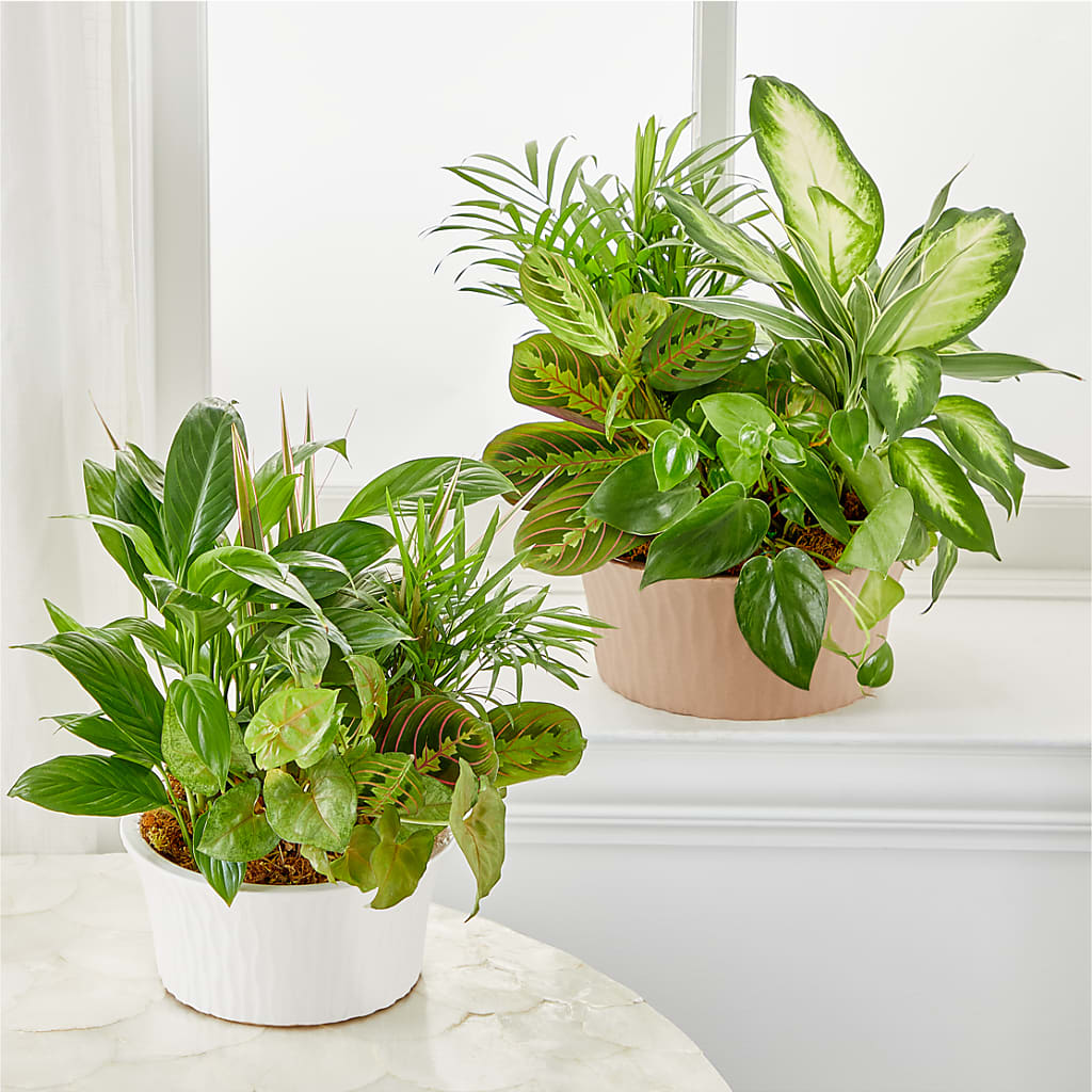 Balance & Harmony Dishgarden – Cottage Floral Llc, Versailles MO