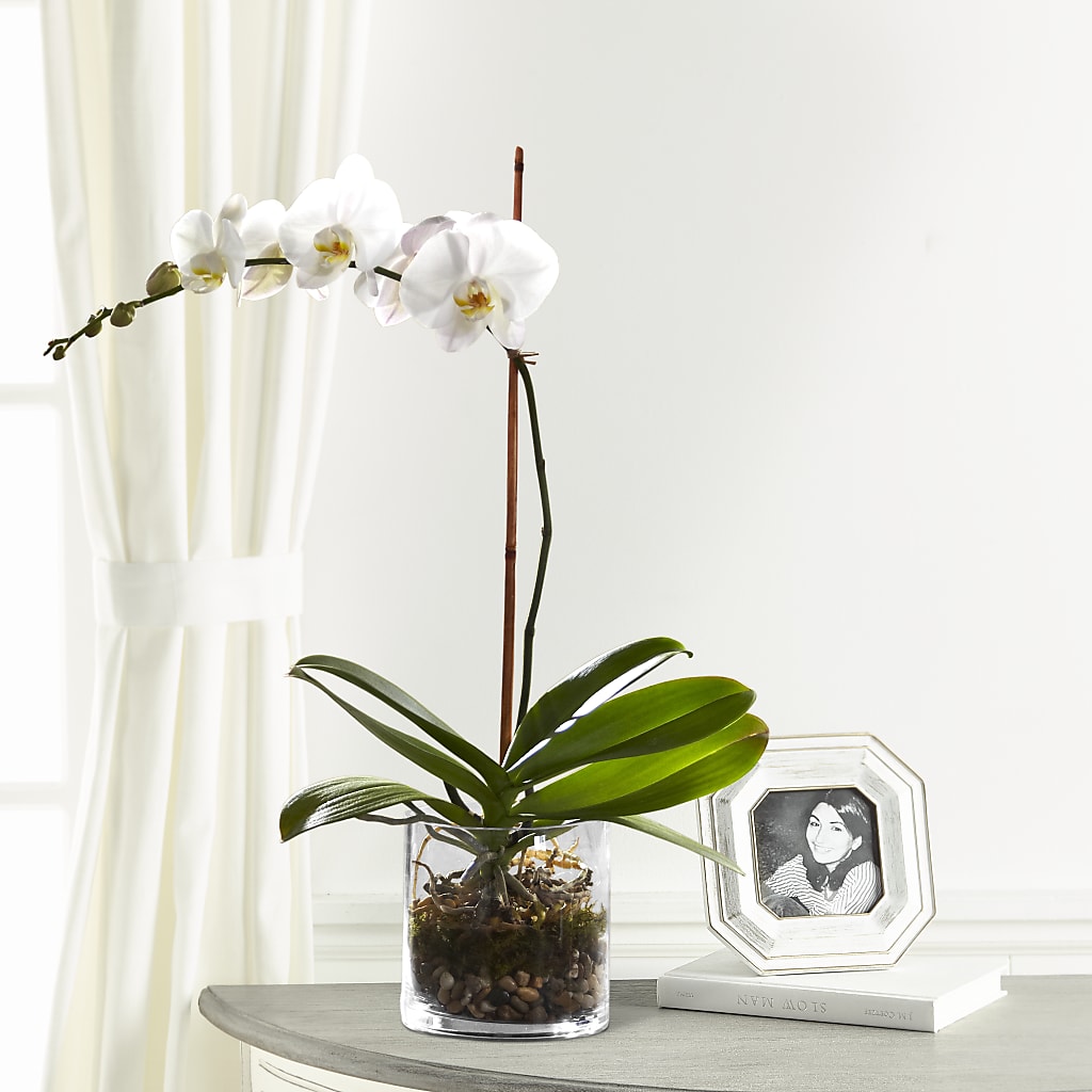 White Orchid Planter – Cottage Floral Llc, Versailles MO