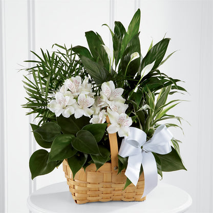 Peace & Serenity Dishgarden –  Cottage Floral Llc, Versailles MO