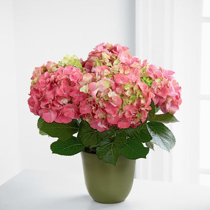 Pink Hydrangea Planter –  Cottage Floral Llc, Versailles MO