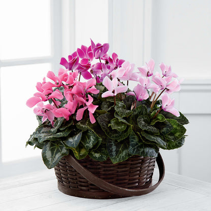 Mixed Cyclamen Planter –  Cottage Floral Llc, Versailles MO