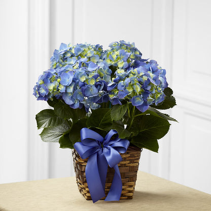 Blue Hydrangea Planter –  Cottage Floral Llc, Versailles MO