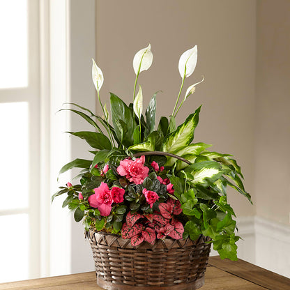 Dream in Pink Dishgarden –  Cottage Floral Llc, Versailles MO