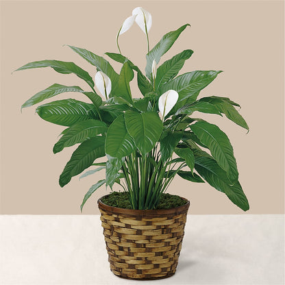 Tranquil Moments Peace Lily Plant –  Cottage Floral Llc, Versailles MO