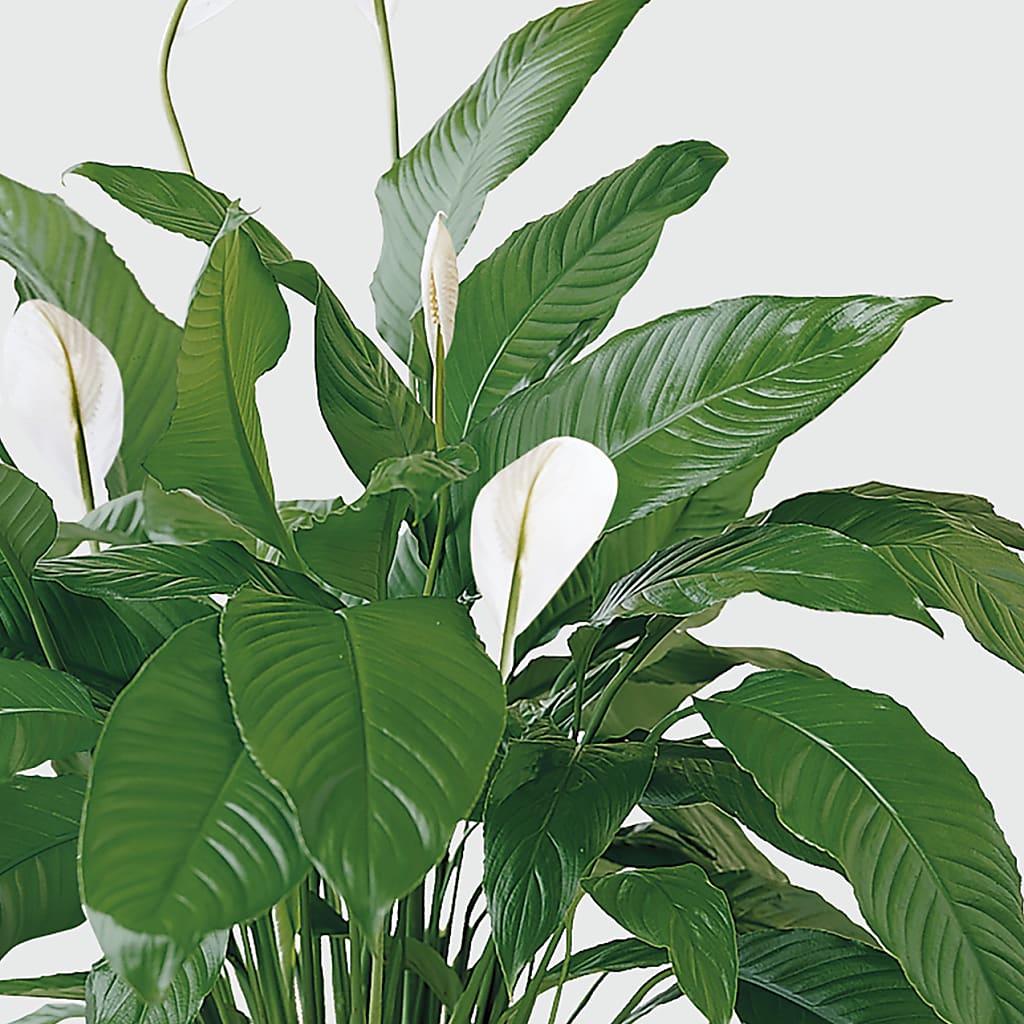 Tranquil Moments Peace Lily Plant –  Cottage Floral Llc, Versailles MO