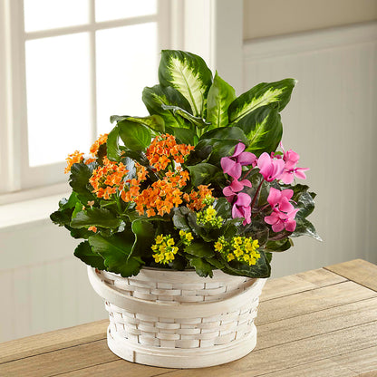 Color Crush Dishgarden –  Cottage Floral Llc, Versailles MO