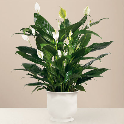Comfort Planter –  Cottage Floral Llc, Versailles MO