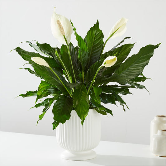 Comfort Planter –  Cottage Floral Llc, Versailles MO