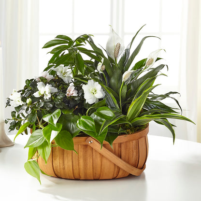 Serene Dishgarden –  Cottage Floral Llc, Versailles MO