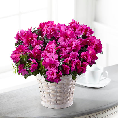 Hope & Serenity Azalea Plant –  Cottage Floral Llc, Versailles MO