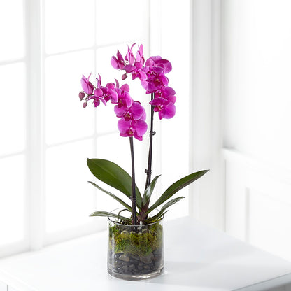 Pink Orchid Plant –  Cottage Floral Llc, Versailles MO