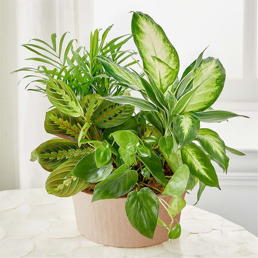 Balance & Harmony Dishgarden –  Cottage Floral Llc, Versailles MO