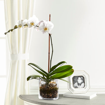 White Orchid Planter –  Cottage Floral Llc, Versailles MO