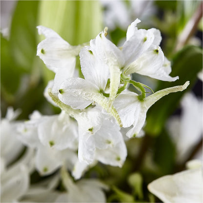 Classic Ivory – A Florist Original –  Cottage Floral Llc, Versailles MO